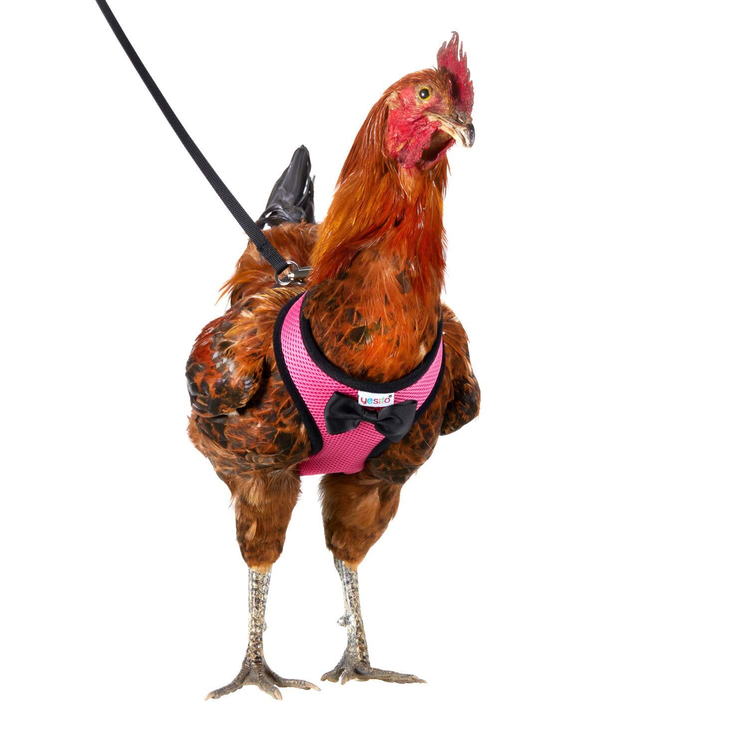 chicken-leash