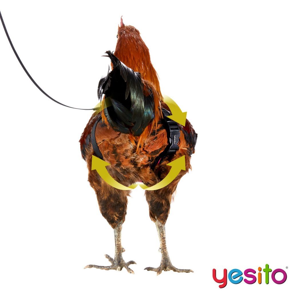 The Pet Chicken Leash 6