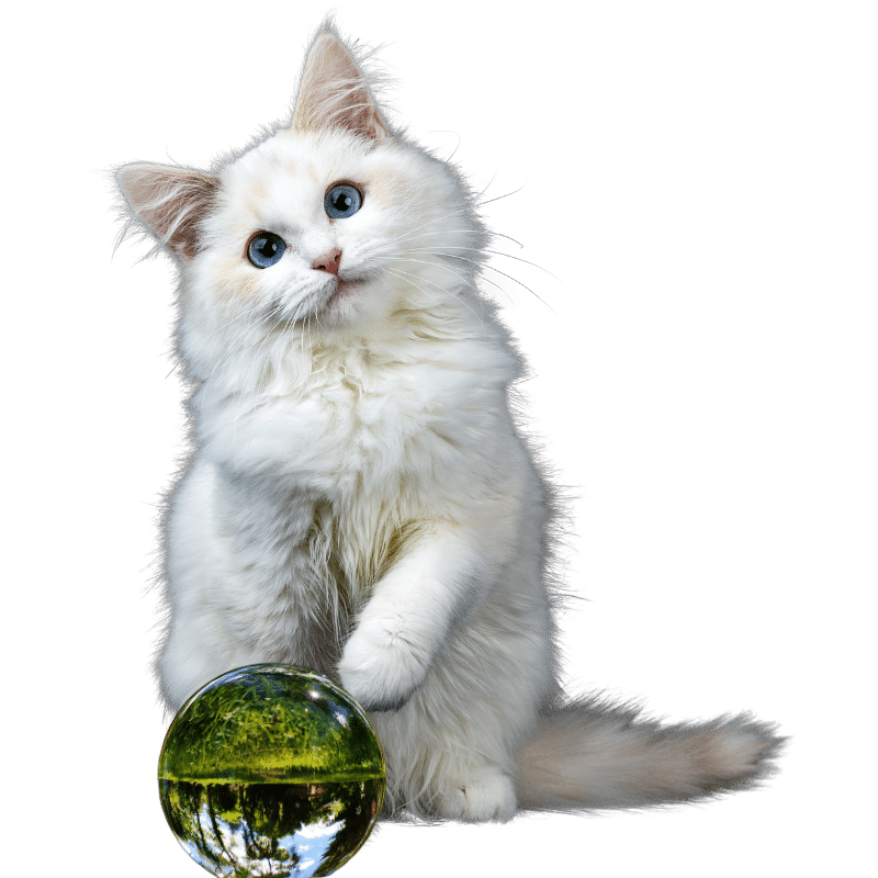 The Magic Crystal Ball for Pets 7 The Magic Crystal Ball for Pets 1