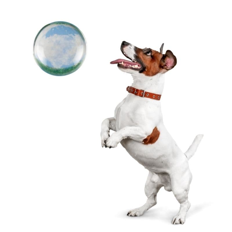 The Magic Crystal Ball for Pets 8 a dog using a magical crystal ball