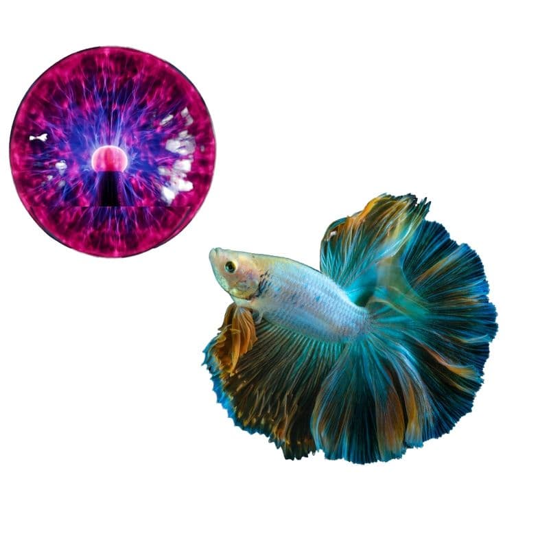 The Magic Crystal Ball for Pets 9 fish using a magic crystal ball