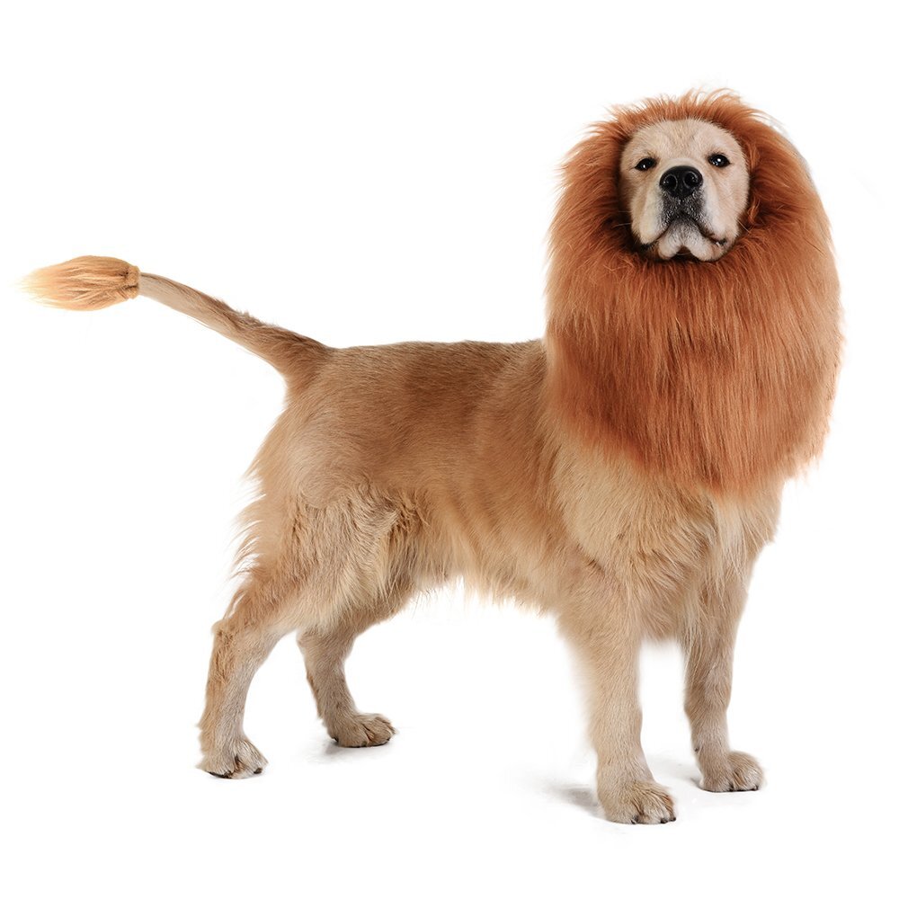 lions mane