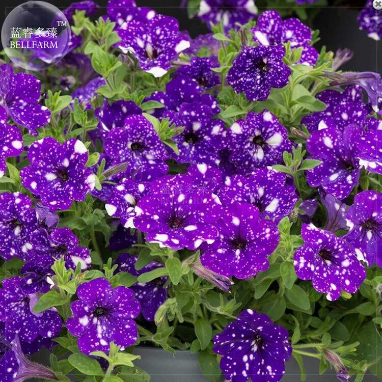 The Galaxy Flowers 5 galaxy flowers