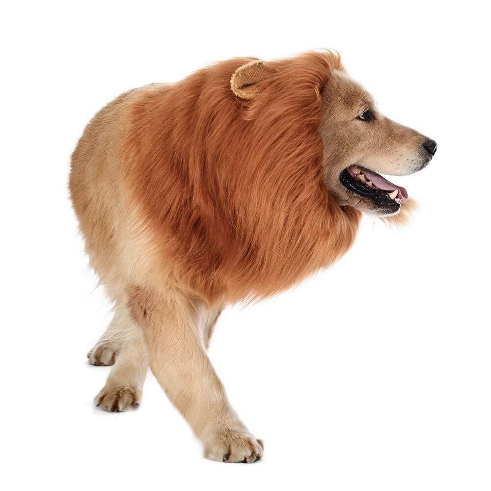 The Lions Mane For Dogs 4 The Lions Mane For Dogs 2