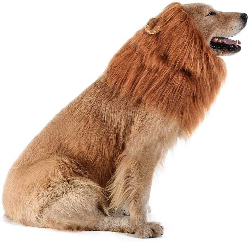 The Lions Mane For Dogs 15 lions mane for dogs