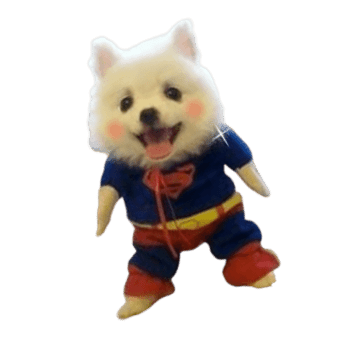 superman-doggy