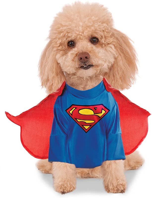 About Us 3 Fluffy dog wearing a Superman costume with a blue shirt and red cape.